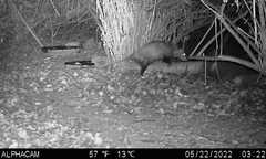 Didelphis virginiana