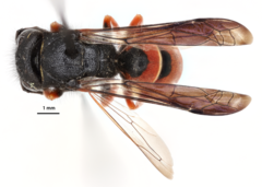 Odynerus erythrogaster