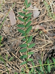 Vicia sylvatica