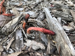 Phallus rugulosus