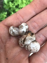 Phallus rugulosus