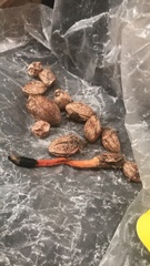 Phallus rugulosus