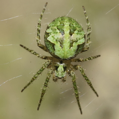 Cryptaranea atrihastula