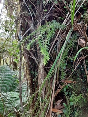 Phlegmariurus varius