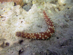 Holothuria hilla