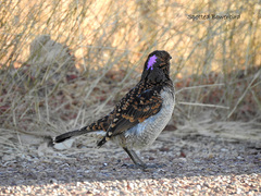 Spotted Bowerbird photo 5