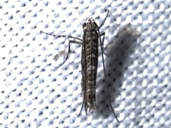 Neurobathra strigifinitella