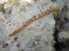 Holothuria hilla