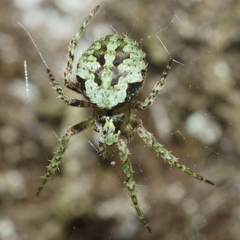 Cryptaranea atrihastula