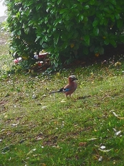 Garrulus glandarius