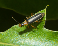 Podabrus brunnicollis