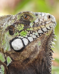 Iguana iguana