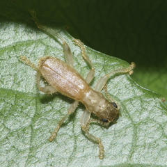 Lemidia aptera