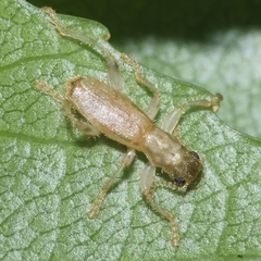 Lemidia aptera