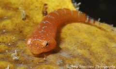 Cochleoceps orientalis