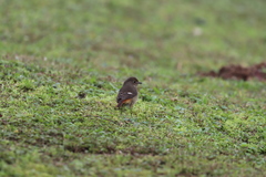 Phoenicurus auroreus