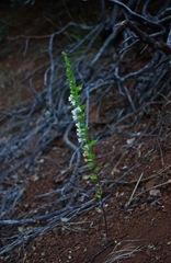 Sairocarpus subcordatus