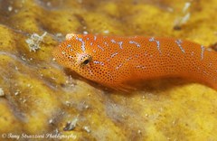 Cochleoceps orientalis