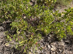 Arctostaphylos hookeri