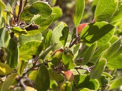 Arctostaphylos hookeri