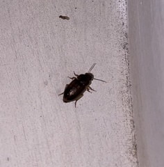 Selenophorus