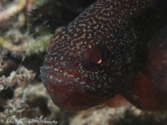 Vincentia novaehollandiae