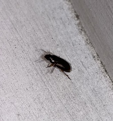 Selenophorus