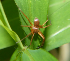 Philodromus marxi