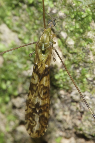 Discobola dicycla