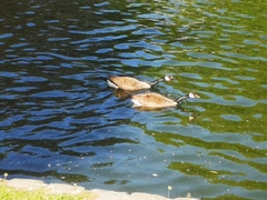 Branta canadensis