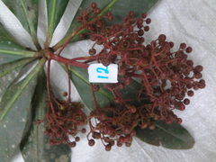 Ardisia rarescens