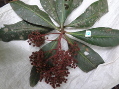 Ardisia rarescens