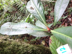 Ardisia rarescens