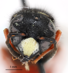 Odynerus erythrogaster