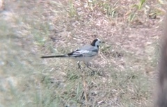 Motacilla alba