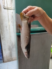 Ellochelon vaigiensis