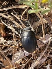 Apentanodes
