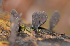 Xylaria castorea