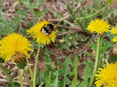 Bombus lucorum