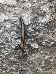 Californiulus yosemitensis