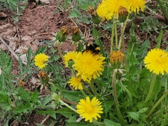 Bombus lucorum