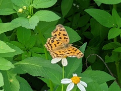 Polygonia c-aureum lunulata