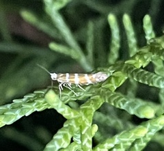 Argyresthia trifasciata