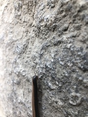 Californiulus yosemitensis