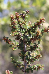 Ceanothus rigidus