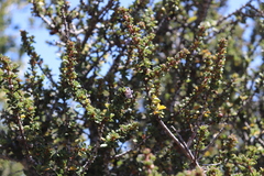 Ceanothus rigidus