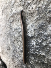 Californiulus yosemitensis