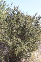 Ceanothus rigidus