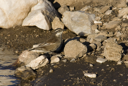 Zweifarb-Uferwipper (Cinclodes olrogi)