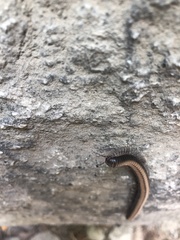 Californiulus yosemitensis